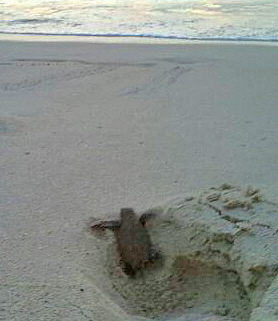 A baby turtle crawls toward the water. (Bill Arnet photo)