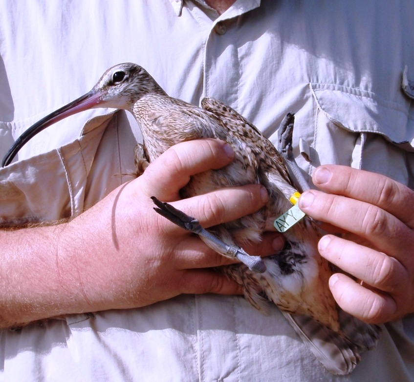 Hope just before her release in Great Pond showing coded flag "AYY" (Photo courtesy of CCB).