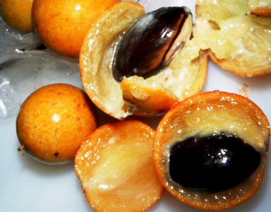 Balata is a sweet, juicy fruit.
