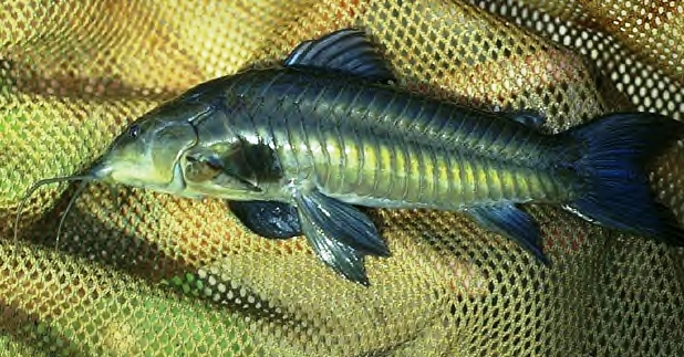 The Cascadoo or Cascadura is no ordinary fish. 