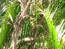 The fruit-laden Gru Gru Bef tree.