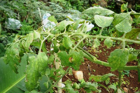 Leaves damaged by spider mites.