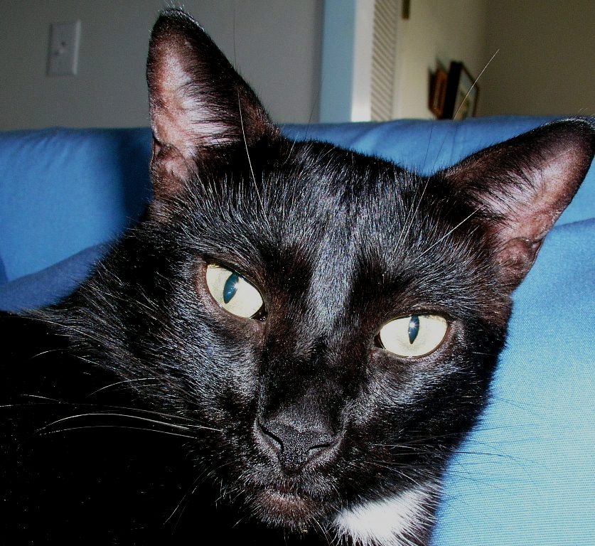 Jack was a black shelter cat that found a good home on St. John.