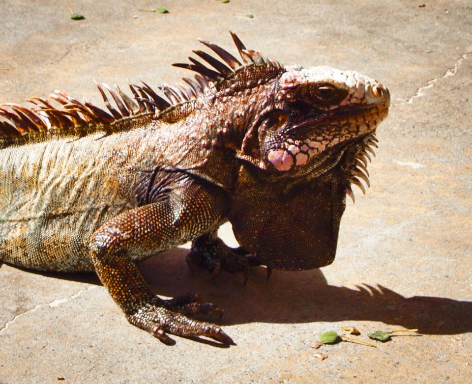 Bold iguana (Gabriel Padilha photo).