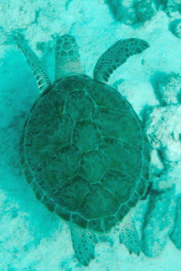 Thursday's National Park Service lecture focuses on the sea turtle project (Gabriel Padilha photo).