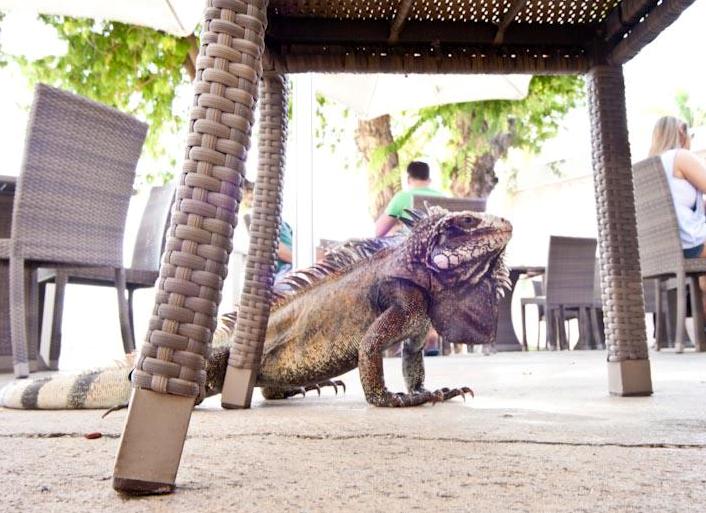 Do not feed the iguanas (Gabriel Padilha photo).