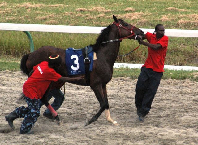 Gate handlers have their hands full loading a runner at a recent race.