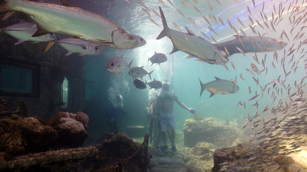 Sea Trek at Coral World