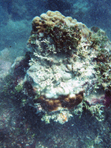 Sediment-damaged coral off St. John.