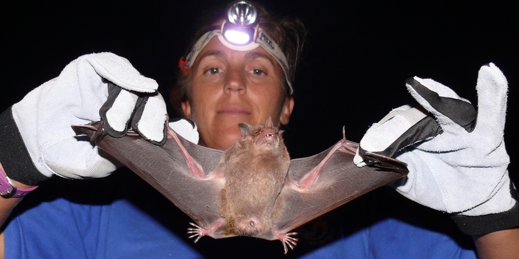 Wildlife biologist Claudia Lombard holds a Jamaican fruit bat caught Wednesday night at Brugal Rum Factory.