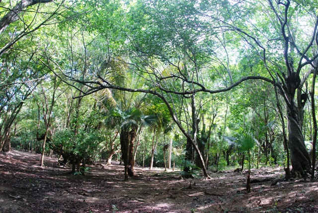 Could the serenity of Magens Bay Arboretum soon be disturbed by a zip-line tour?