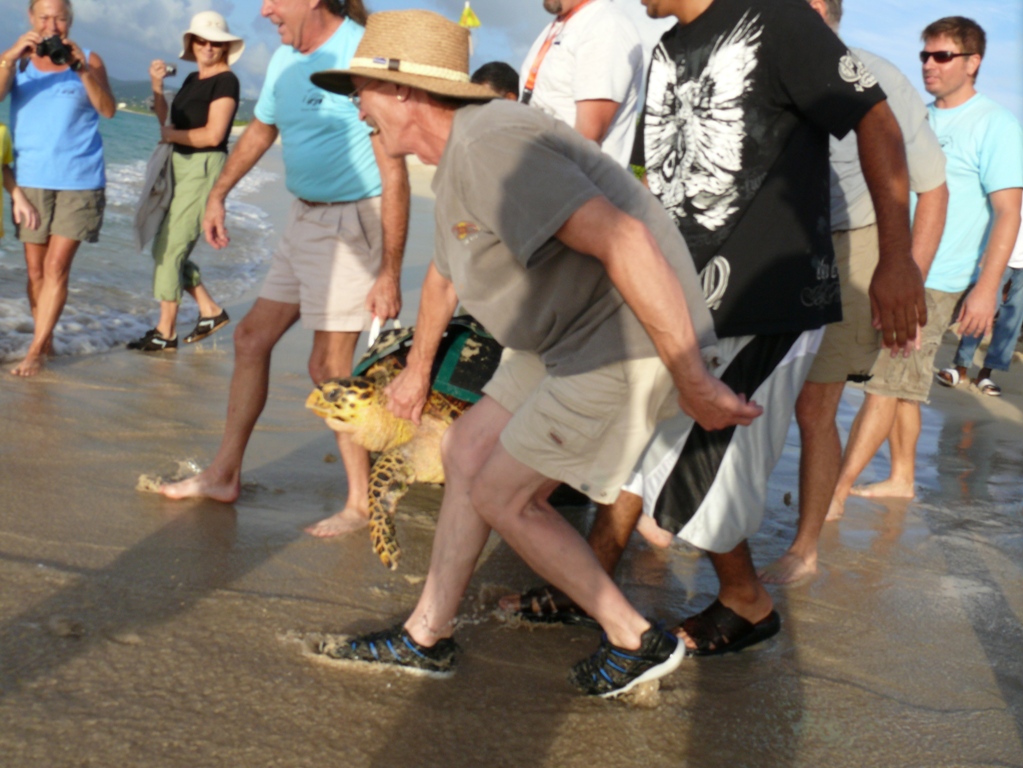 Several volunteers help carry Sandy to the sea.
