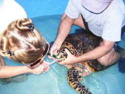 Turtle Hospital staff fed squid to Sandy with a tube when she first arrived. (Photos courtesy of The Turtle Hospital)