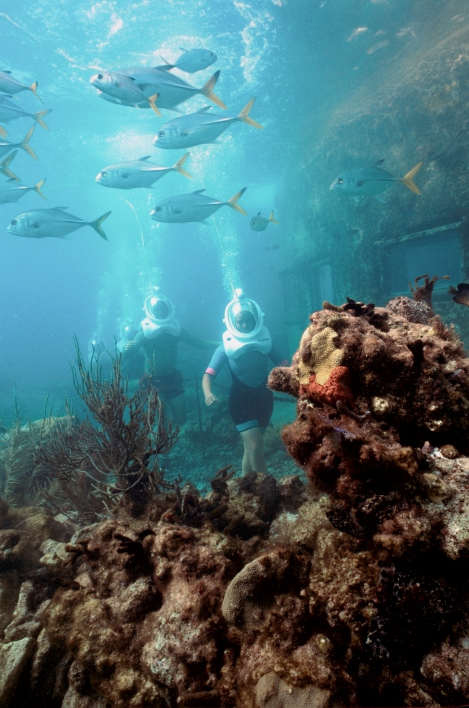 sea trek coral world