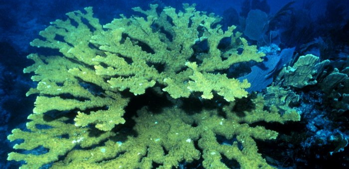 Elkhorn coral.
