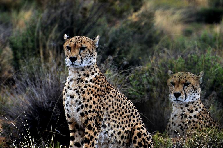  Twin jaguars in Aquila, South Africa