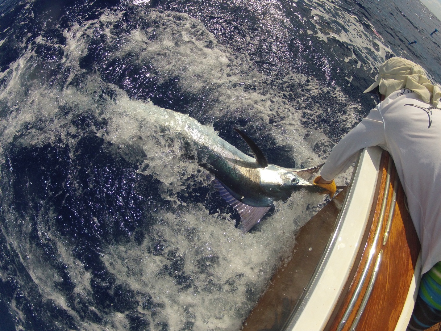 75 pound blue marlin caught by Matthew Ridgway