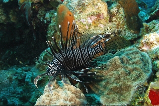 Lionfish (Source file photo)