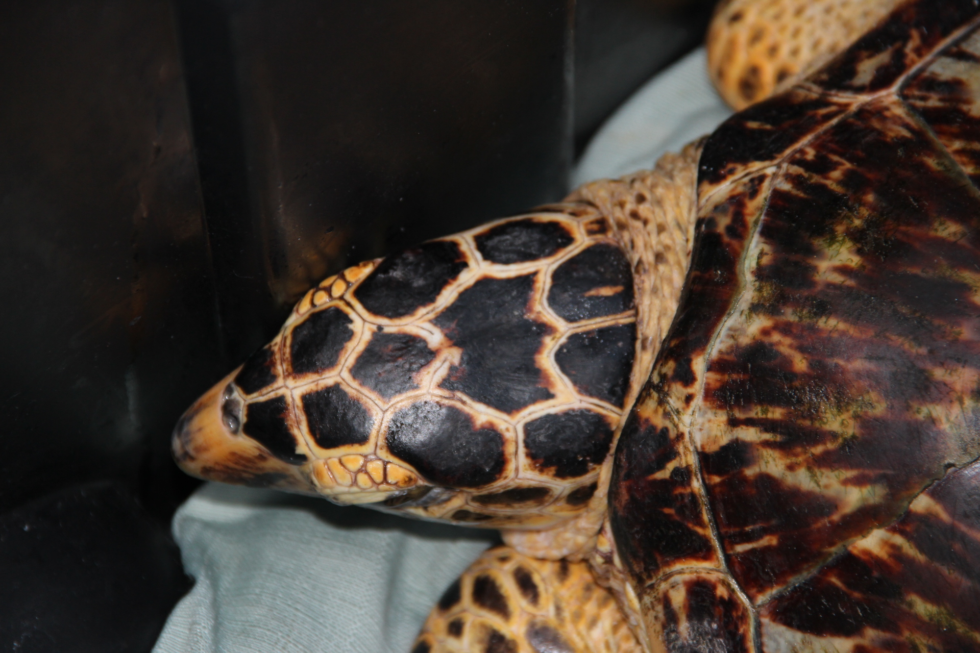 Hawksbill Turtle 