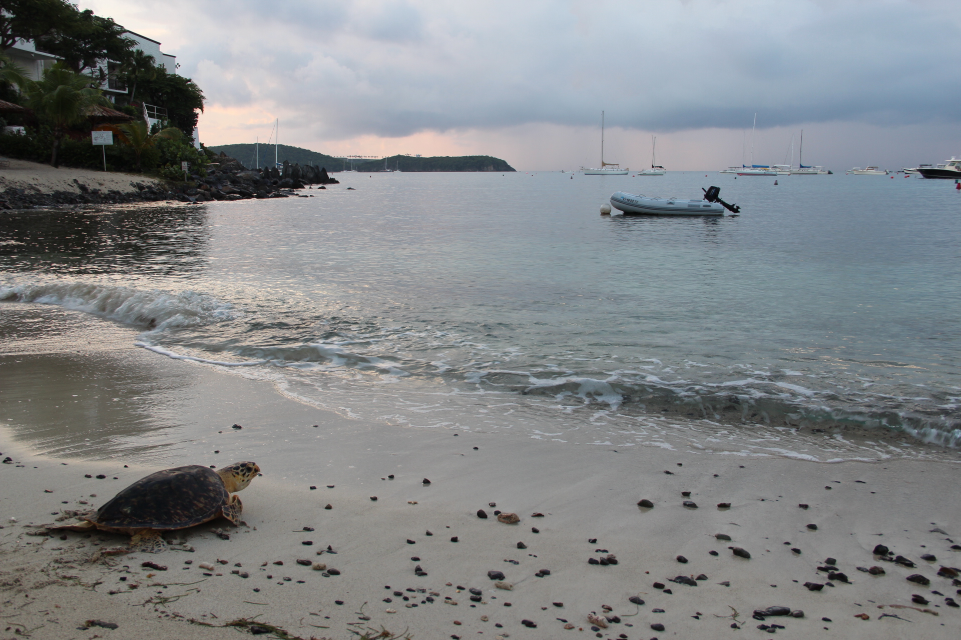 Hawksbill turtle on the beach