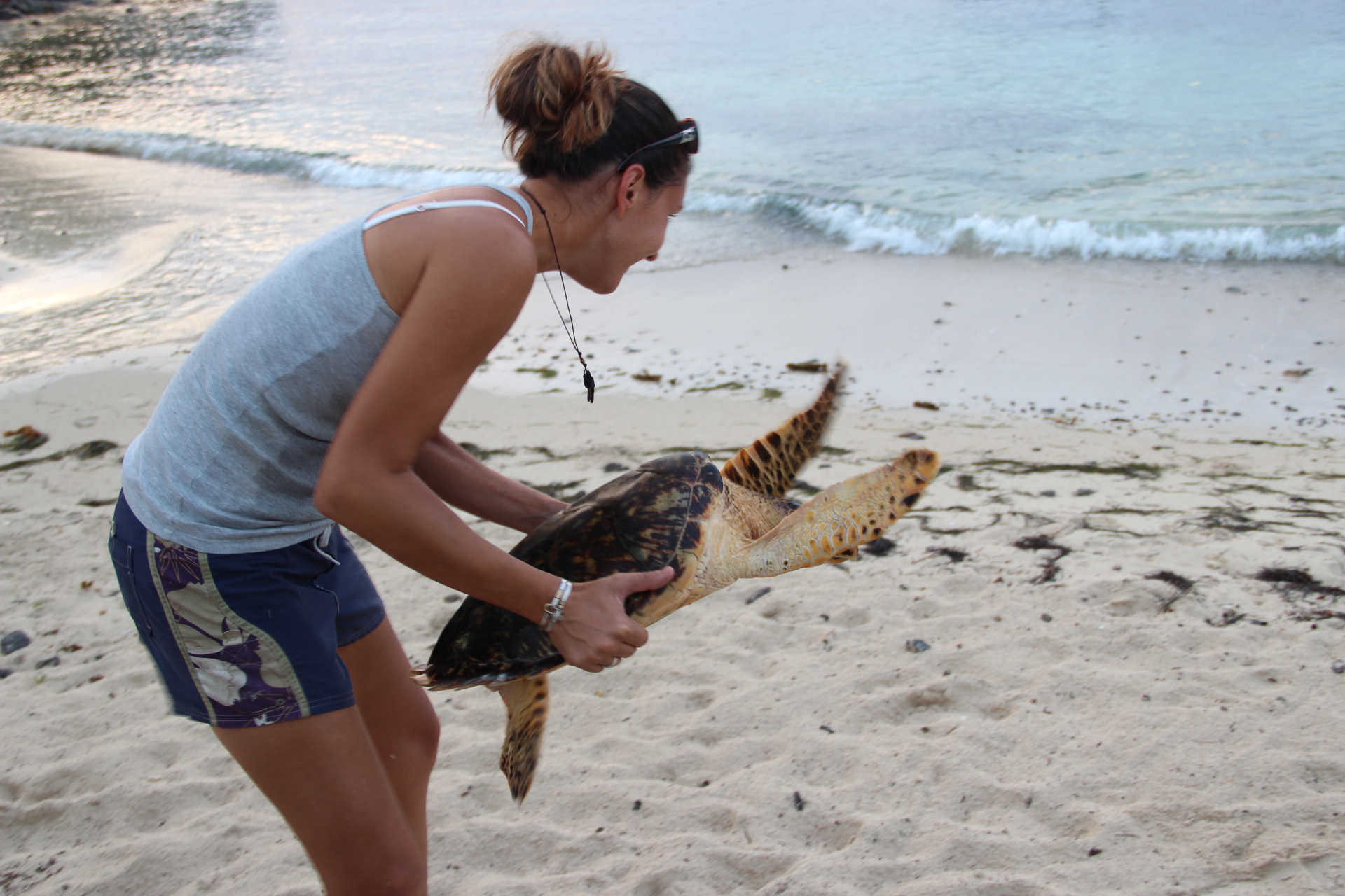 Releasing the turtle back to the sea