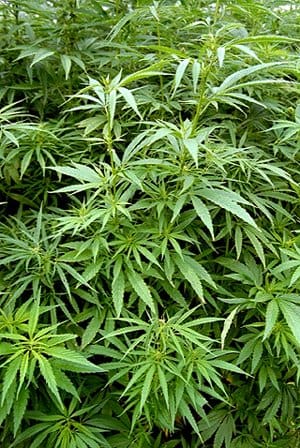 OCR Provides Progress at Cannabis Advisory