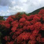 Flamboyant tree on the campus of UVI St Thomas (photo_by Kelsey Nowakowski)