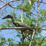 Immature Yellow Crowned Night Heron