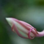 Night Blooming Cereus (Gabriel Padilha photo). used T3.8.17 X3.2.16 J11.5.16