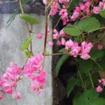 STJ_nature_brightens_ruins_GM_960x465