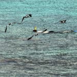 STT_Sapphire_Beach_snorkeler_960x650_gm