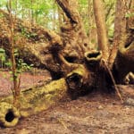 STT_arboretum_tree_1000x650_gm
