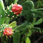 STT_cactus-blossom_960x650_gm