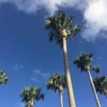 palm trees on St. Thomas_by Kelsey Nowakowski