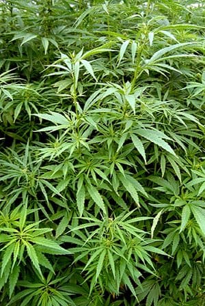 Board Issues Draft Cannabis Rules