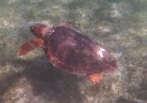 A juvenile loggerhead turtle swims in Brewers Bay. (Photo provided by John Cassel)