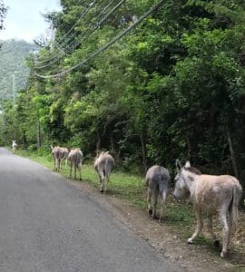 Friendly donkeys line the road in 2017. (File photo)