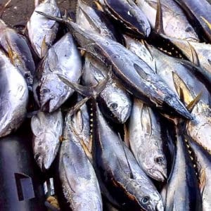 Tuna are sold from the back of a commercial fishers truck on St. Thomas. 