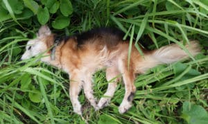 This dog was found dead alongside the road Sunday morning. V.I. law imposes some obligations on drivers who strike an animal, but that law is not enforced.