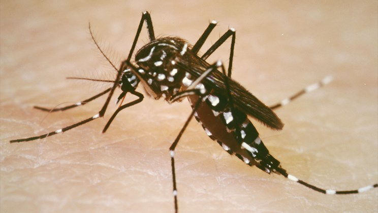 The Aedes aegypti mosquito can carry the Zika or the dengue virus. (Yale University School of Public Health photo)