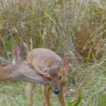 Doe and Fawn Source photo by Amy Roberts