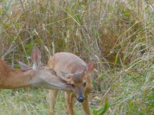A does nuzzles her fawn. (Amy Roberts photo)