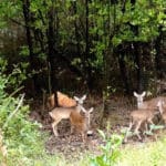 deer grazing by black mangroves photo by Gail Karlsson Source
