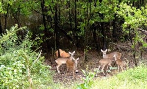 Deer graze near black mangroves. (Photo by Gail Karlsson)