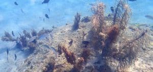 Coral reef on the west end of St. Croix