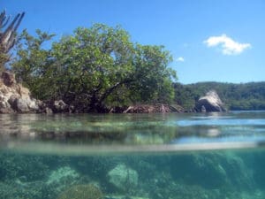 Hurricane Hole is sheltered by mangroves.