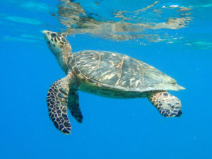 Hawksbill turtle surfaces. (Photo by Caroline Rogers)