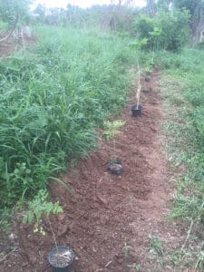 A row of moringa saplings are planted at Ridge to Reef Farm after Hurricane Maria.