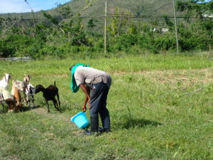 Dale Browne feeds his goats after Hurricane Maria.