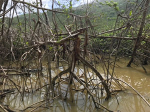 A Hull Bay mangrove. Work near these protected trees brought a visit from DPNR to Hull Bay Hideaway.